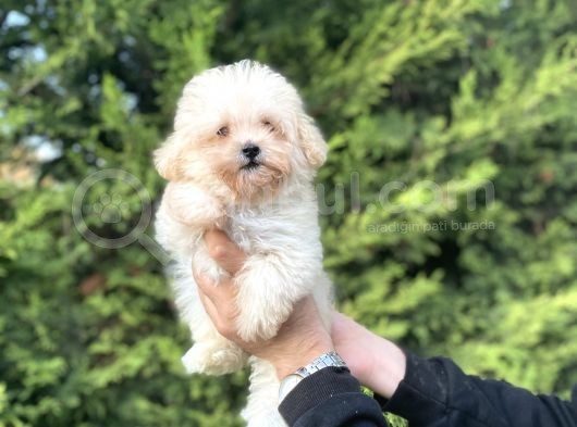 Teacup Malti̇poo Orji̇nal Mi̇ni̇ Boy görsel