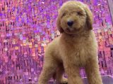 GIANT LABRADOODLE DEV BOY