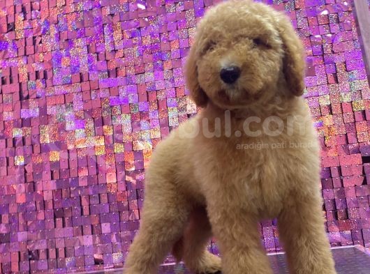 Giant Labradoodle Dev Boy