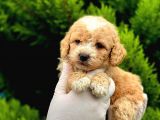 MALTİPO CİNSİ 