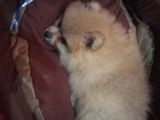 Cana Yakın Sevimli Pomeranian Boo