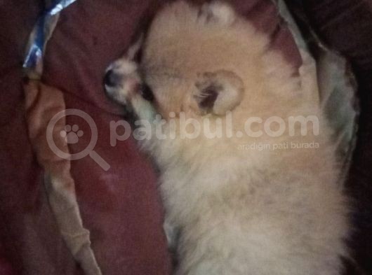 Cana Yakın Sevimli Pomeranian Boo görsel