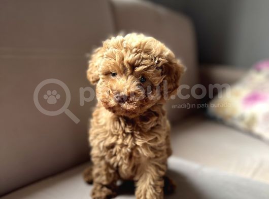 Toy Poodle görsel