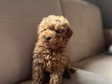 Toy Poodle