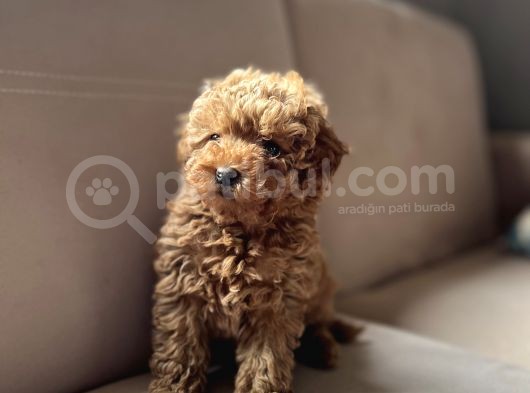 Toy Poodle görsel