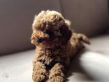 Toy Poodle
