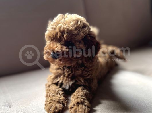 Toy Poodle görsel