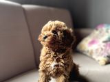 TOY POODLE