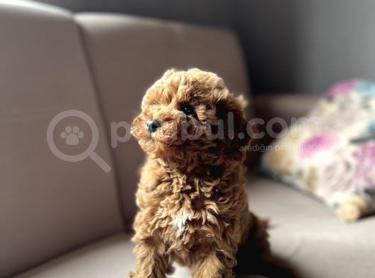 Toy Poodle