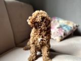 Toy Poodle