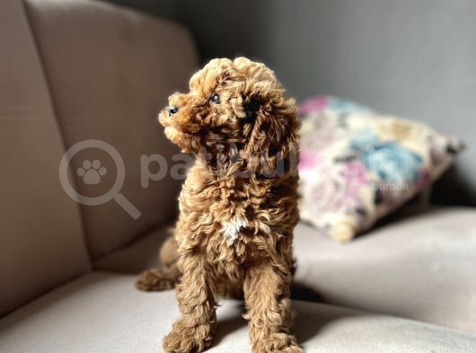 Toy Poodle görsel