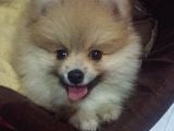 Cana Yakın Sevimli Pomeranian Boo