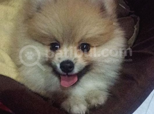 Cana Yakın Sevimli Pomeranian Boo görsel