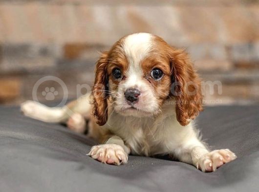 Baby Face Ki̇ng Charles Yavrulari görsel
