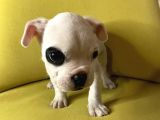 Tek Göz Maskeli French Bulldog