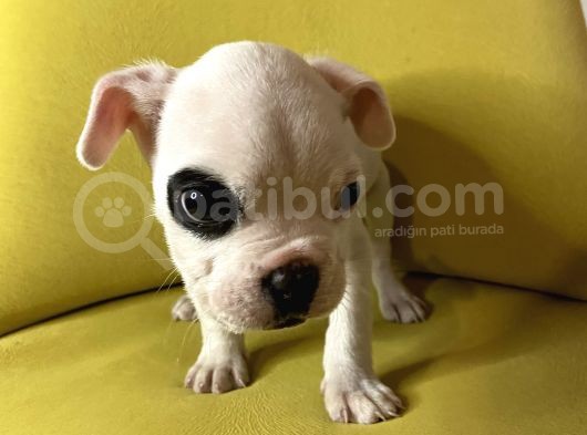 Tek Göz Maskeli French Bulldog görsel