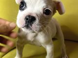 Tek Göz Maskeli French Bulldog