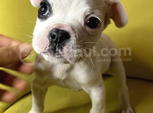 Tek Göz Maskeli French Bulldog