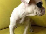 Tek Göz Maskeli French Bulldog