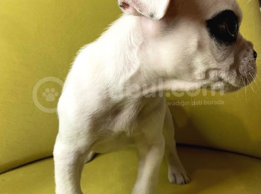 Tek Göz Maskeli French Bulldog görsel