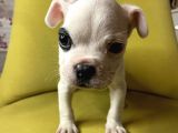 Tek Göz Maskeli French Bulldog