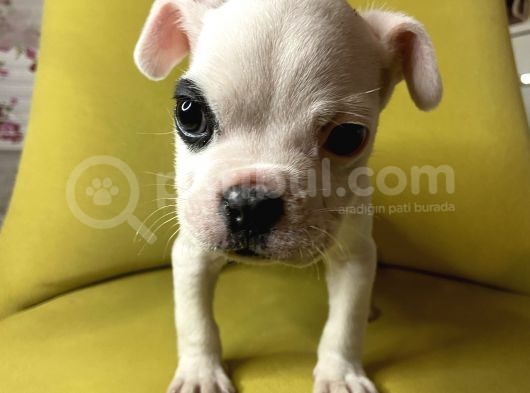 Tek Göz Maskeli French Bulldog görsel