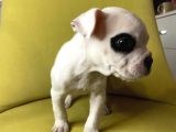 Tek Göz Maskeli French Bulldog