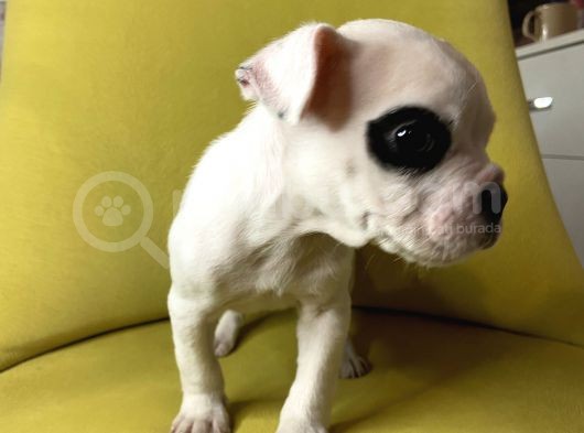Tek Göz Maskeli French Bulldog görsel