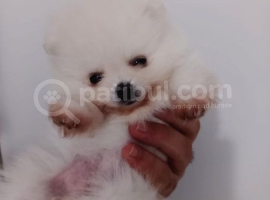 Teddy Face Boo Pomeranian Yavru Dişi Tüm Malzemeleri Mevcut
