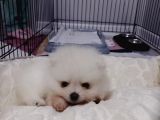 Teddy Face Boo Pomeranian Yavru Dişi Tüm Malzemeleri Mevcut