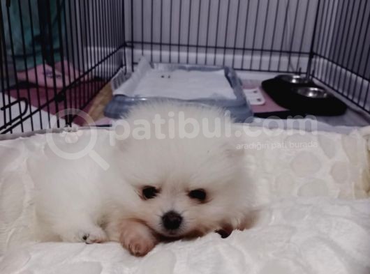 Teddy Face Boo Pomeranian Yavru Dişi Tüm Malzemeleri Mevcut görsel
