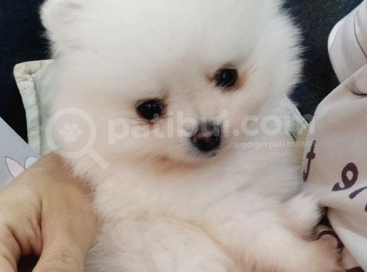 Teddy Face Boo Pomeranian Yavru Dişi Tüm Malzemeleri Mevcut görsel