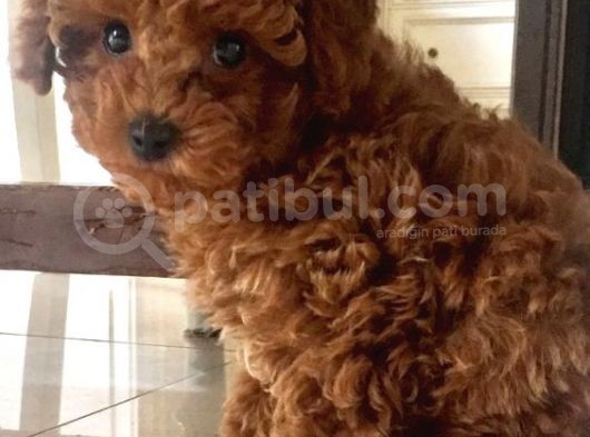 Toy Poodle Güzellikleri görsel