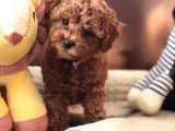 Toy Poodle Güzellikleri