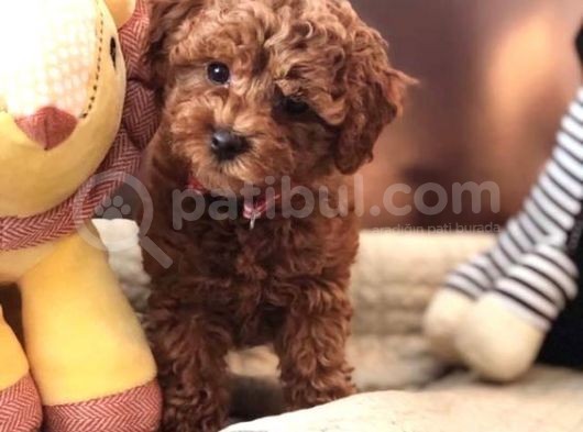 Toy Poodle Güzellikleri görsel