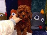 Kaliteyi Sevenlere Ped Eğitimli Kore Kan Toy Poodle Yavrular