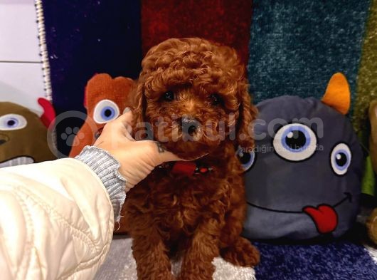 Kaliteyi Sevenlere Ped Eğitimli Kore Kan Toy Poodle Yavrular görsel