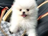 Pomeranian Boo