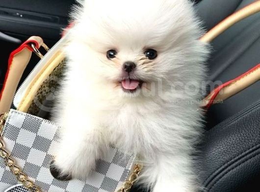 Pomeranian Boo görsel