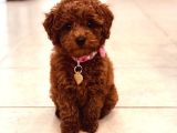 Toy Poodle Güzellikleri