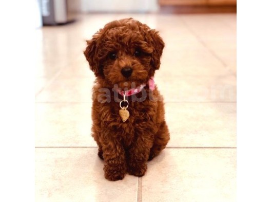 Toy Poodle Güzellikleri görsel