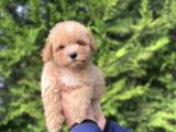 Sevi̇mli̇ Toy Poodle Bebekler Aşili