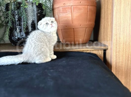 Hari̇ka Scotti̇sh Fold Bebeği̇mi̇z görsel