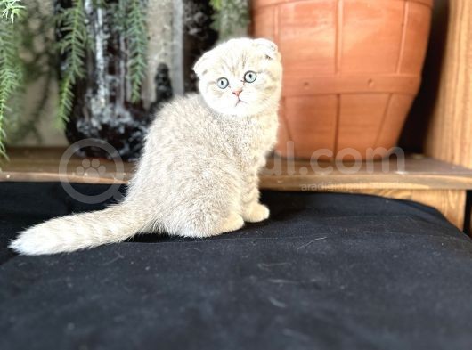 Hari̇ka Scotti̇sh Fold Bebeği̇mi̇z görsel