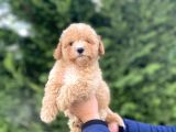 SEVİMLİ TOY POODLE BEBEKLER AŞILI