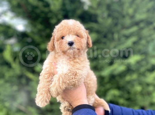 Sevi̇mli̇ Toy Poodle Bebekler Aşili