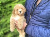 Sevi̇mli̇ Toy Poodle Bebekler Aşili