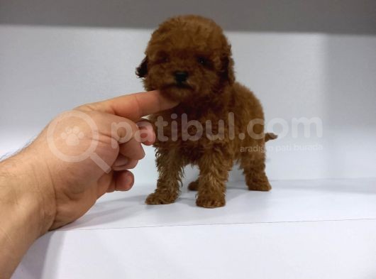 Kore Orji̇nal Teacup Bebekler görsel
