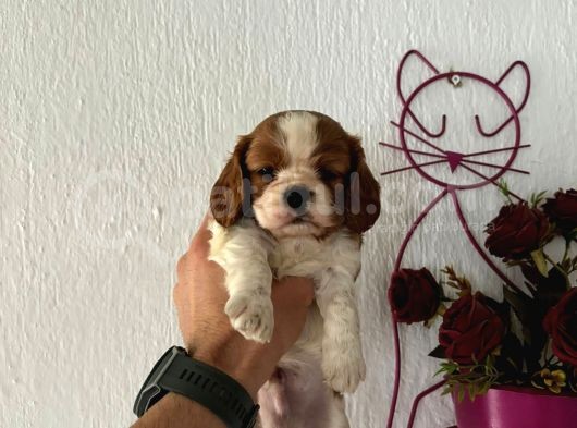 Muhteşem Ki̇ng Charles Yavrulari görsel