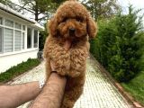 4 AYLIK DİŞİ POODLE BEBEĞİMİZ AŞILI